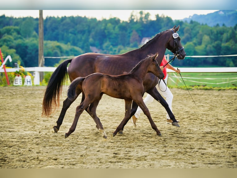 Austriaco Stallone 1 Anno 170 cm Morello in Reichenfels