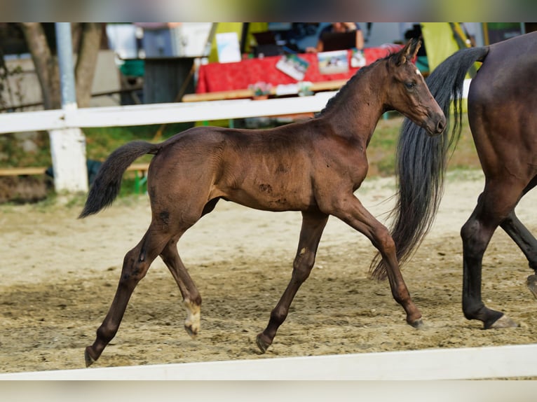 Austriaco Stallone 1 Anno 170 cm Morello in Reichenfels