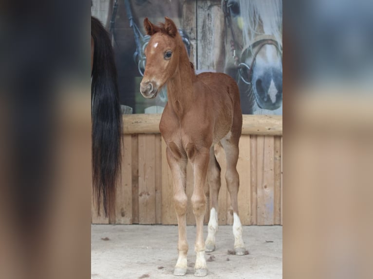 Austriaco Stallone 1 Anno 170 cm Sauro scuro in Arriach