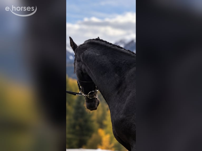 Austriaco Stallone 2 Anni 167 cm Morello in Bad Kleinkirchheim