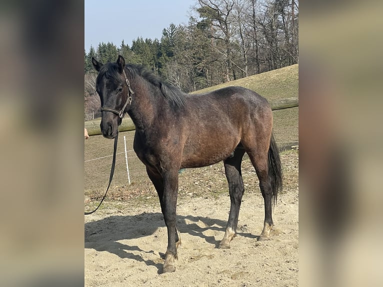 Austriaco Stallone 2 Anni Grigio in Hartkirchen