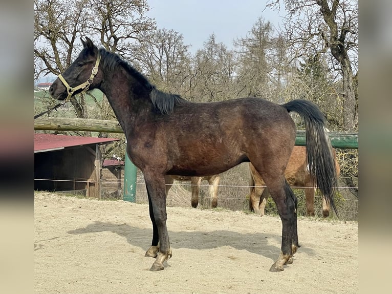 Austriaco Stallone 2 Anni Grigio in Hartkirchen