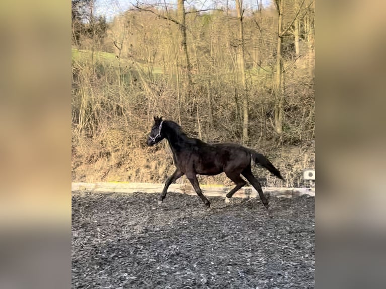 Austriaco Stallone 2 Anni Morello in Scheibbs