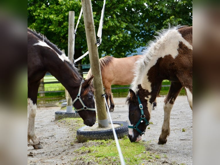 Austriaco Stallone 2 Anni Pezzato in Reutte