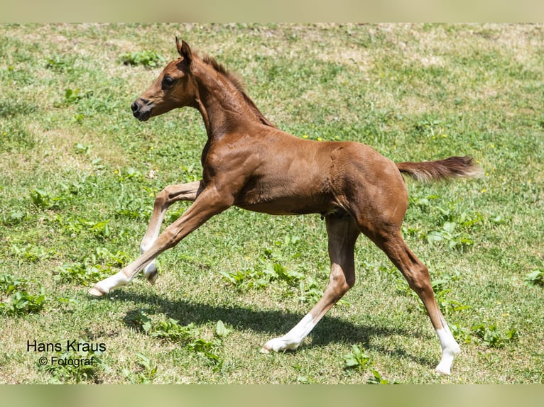 Austriaco Stallone 2 Anni Sauro in Westendorf