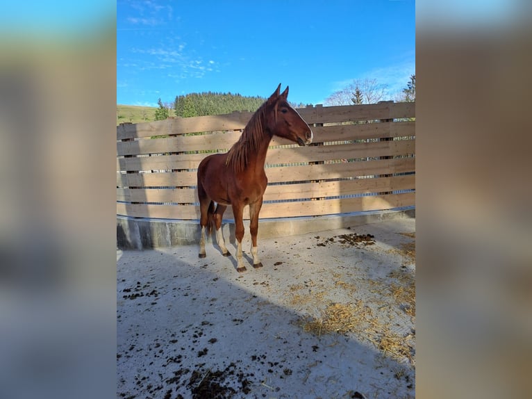 Austriaco Stallone 3 Anni 160 cm Sauro in Ried im Traunkreis