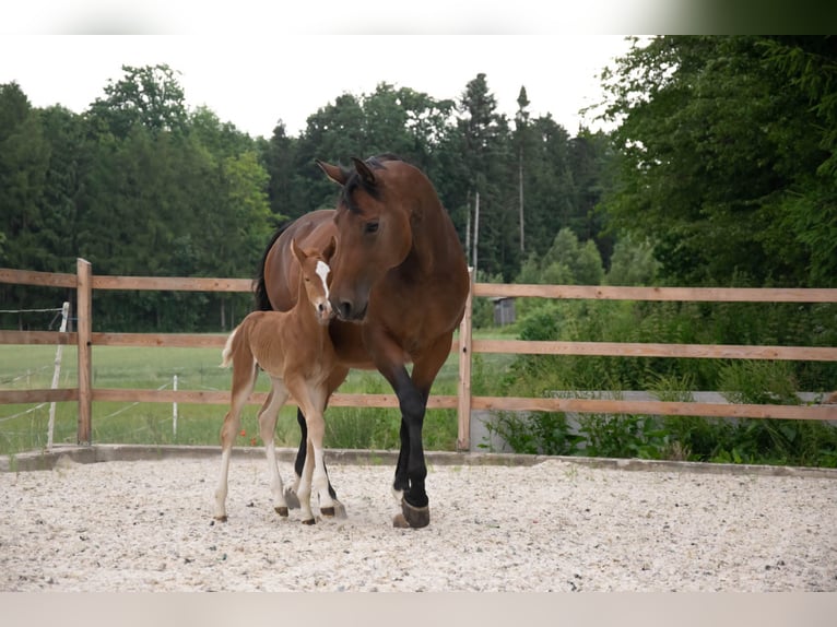 Austriaco Stallone 3 Anni 160 cm Sauro in Ried im Traunkreis