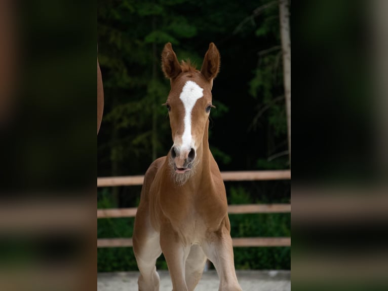 Austriaco Stallone 3 Anni 160 cm Sauro in Ried im Traunkreis
