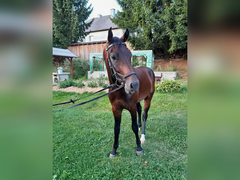 Austriaco Stallone 3 Anni 169 cm Baio scuro in Kollerschlag