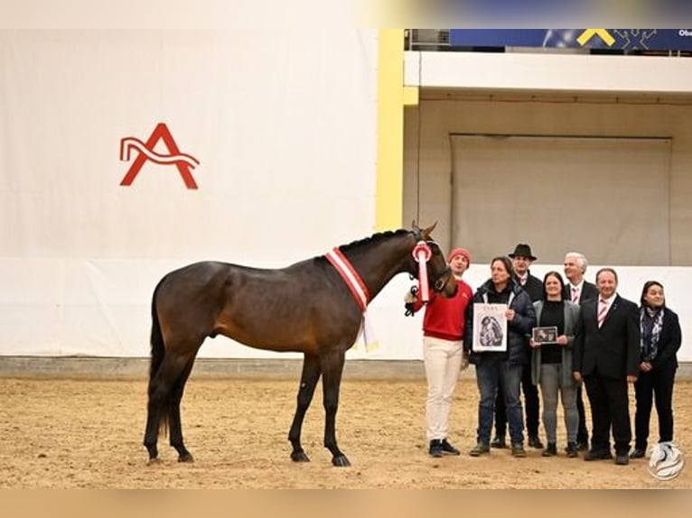 Austriaco Stallone 3 Anni 176 cm Baio scuro in Großlobming