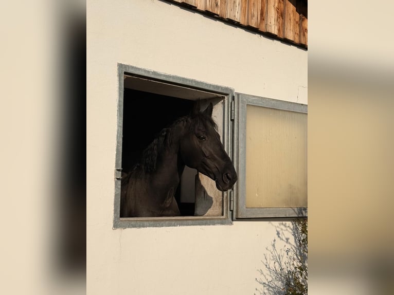 Austriaco Stallone 6 Anni 165 cm Morello in Maria Enzersdorf