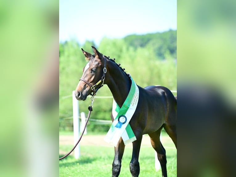 Austriaco Stallone 8 Anni 172 cm Baio nero in Stadl-Paura