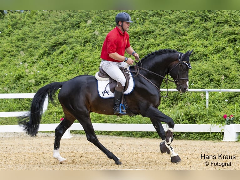 Austriaco Stallone 8 Anni 172 cm Baio nero in Stadl-Paura