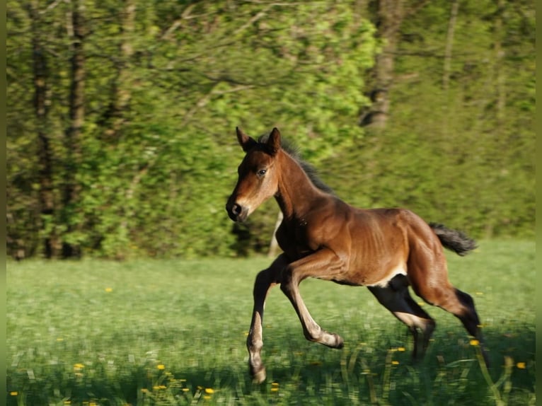 Austriaco Stallone Puledri (04/2026) 105 cm Baio scuro in Eugendorf