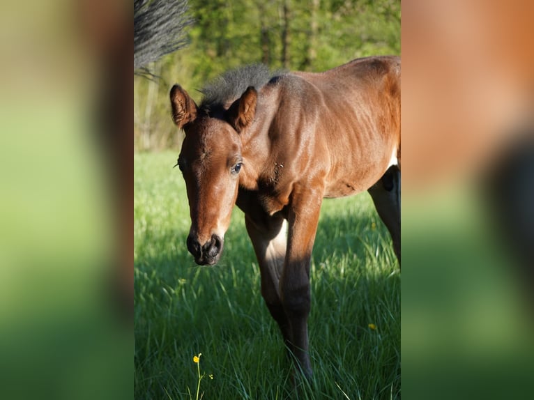 Austriaco Stallone Puledri (04/2026) 105 cm Baio scuro in Eugendorf