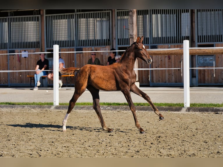 Austriaco Stallone Puledri (05/2026) 170 cm Sauro scuro in Straßburg
