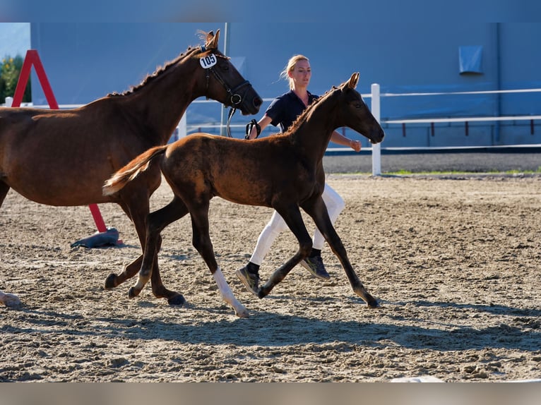 Austriaco Stallone Puledri (05/2026) 170 cm Sauro scuro in Straßburg