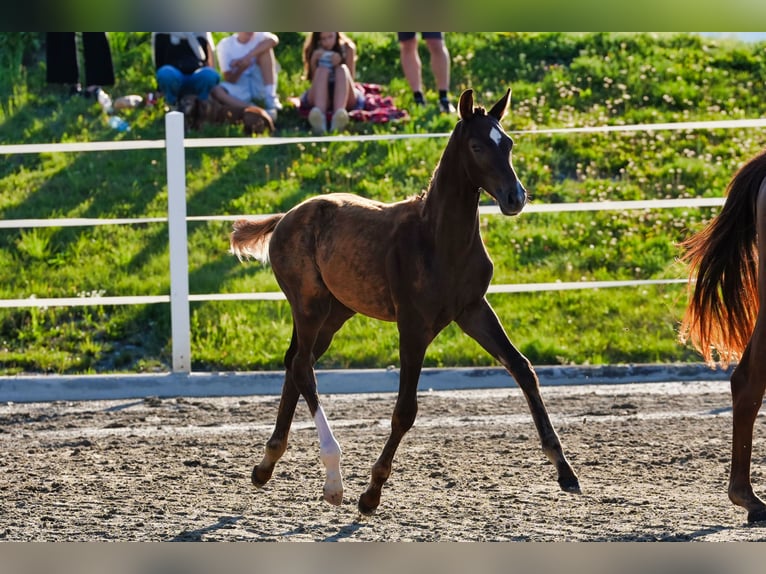 Austriaco Stallone Puledri (05/2026) 170 cm Sauro scuro in Straßburg