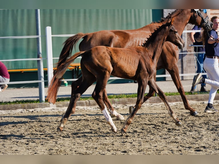 Austriaco Stallone Puledri (05/2026) 170 cm Sauro scuro in Straßburg