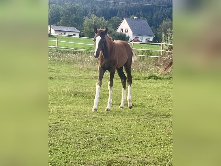 Austriaco Stallone Puledri (06/2026) 170 cm Sauro scuro in St.Marein-Feistritz