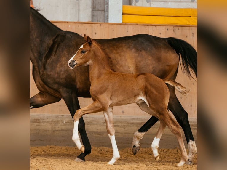 Austriaco Stallone Puledri
 (05/2024) 170 cm Sauro scuro in Unterpetersdorf