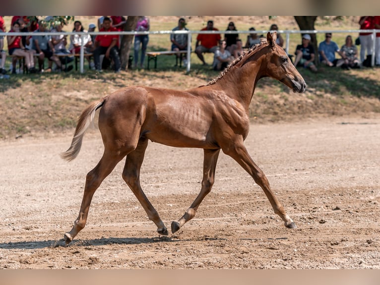 Austriaco Stallone Puledri (01/2024) 172 cm Sauro scuro in Kleinsteinbach