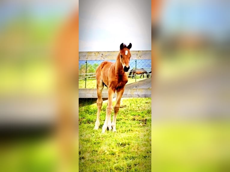 Austriaco Stallone Puledri (05/2026) Baio in Haidershofen