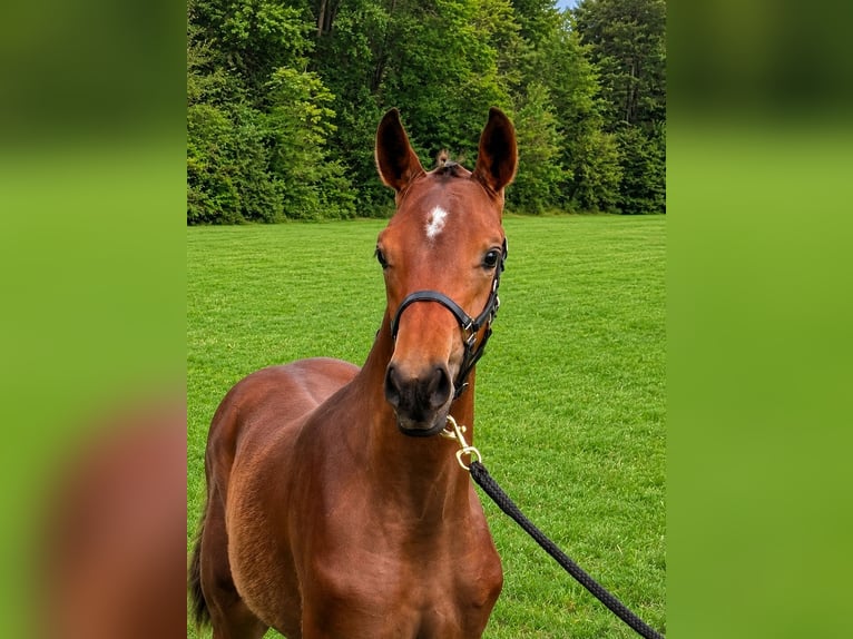 Austriaco Stallone Puledri (05/2026) Baio in Haidershofen