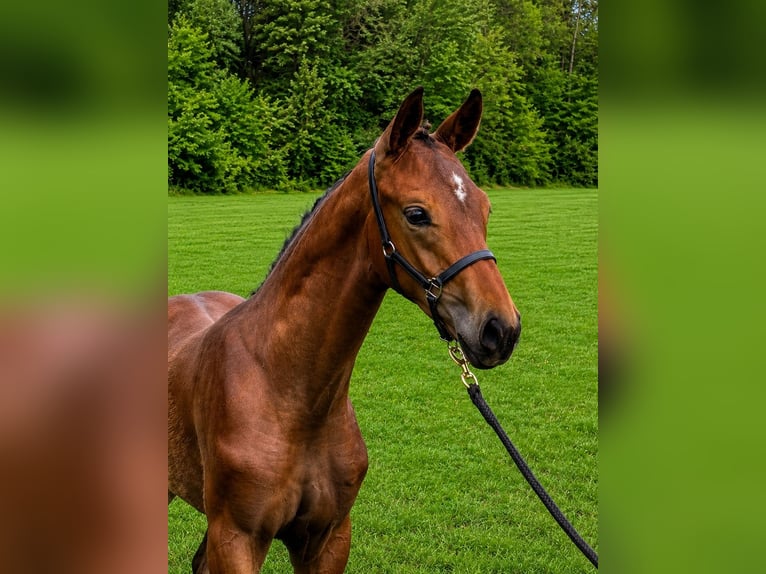 Austriaco Stallone Puledri (05/2026) Baio in Haidershofen