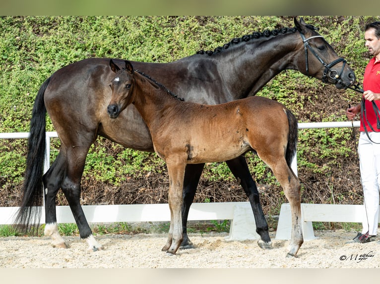 Austriaco Stallone Puledri (05/2026) Baio nero in Scheffau