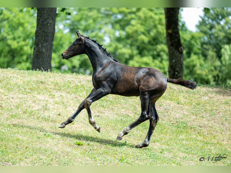 Austriaco Stallone Puledri (04/2026) Baio nero in Mehrnbach