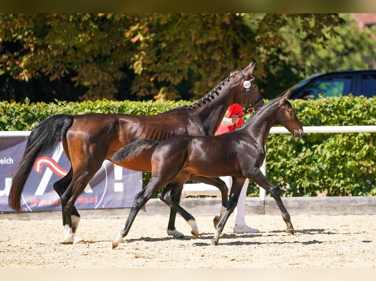 Austriaco Stallone Puledri (05/2026) Baio scuro in Pennewang