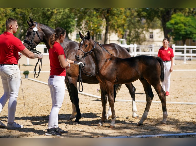 Austriaco Stallone Puledri (05/2026) Baio scuro in Pennewang