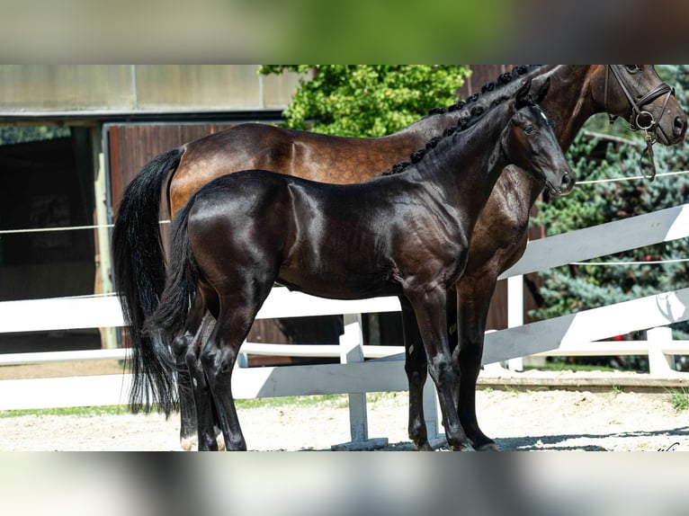 Austriaco Stallone Puledri (03/2026)  in St.Josef