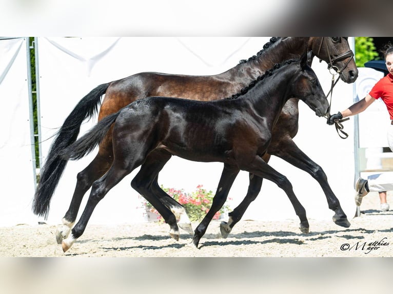 Austriaco Stallone Puledri (03/2026)  in St.Josef