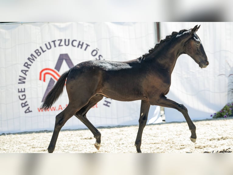 Austriaco Stallone Puledri (03/2026)  in St.Josef