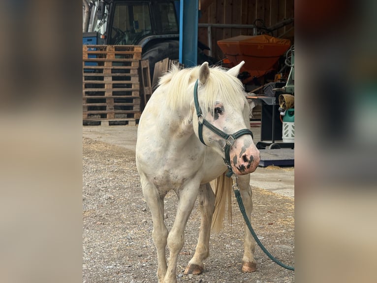 Austrian Riding Pony Gelding 11 years 13.1 hh Grey in Dietlikon