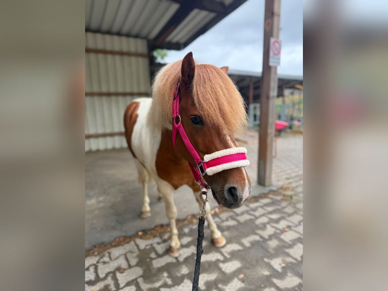 Austrian Riding Pony Gelding 5 years 11.1 hh Pinto in Usingen