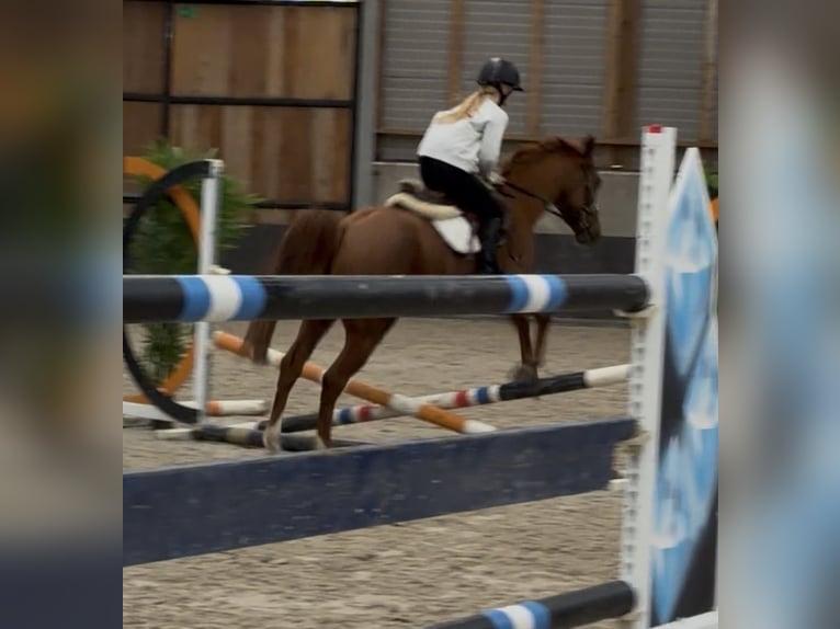 Austrian Riding Pony Mix Gelding 6 years 14.2 hh Chestnut-Red in Nettetal