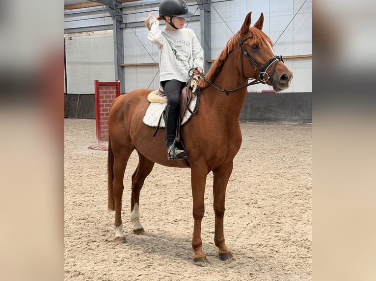 Austrian Riding Pony Mix Gelding 6 years 14.2 hh Chestnut-Red in Nettetal