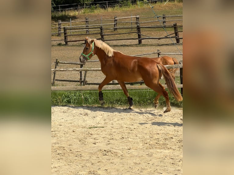 Austrian Riding Pony Mare 2 years 14 hh Chestnut-Red in Bromberg