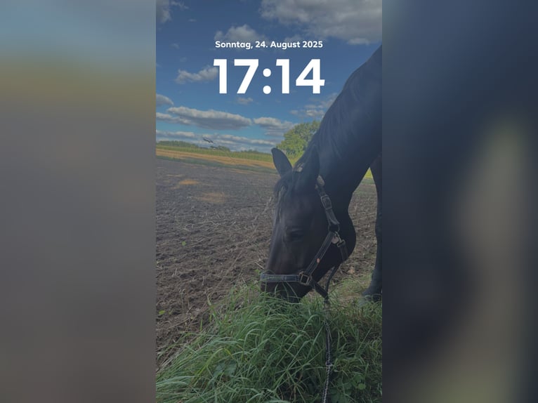 Austrian Warmblood Gelding 10 years 16.1 hh Bay-Dark in Erlangen