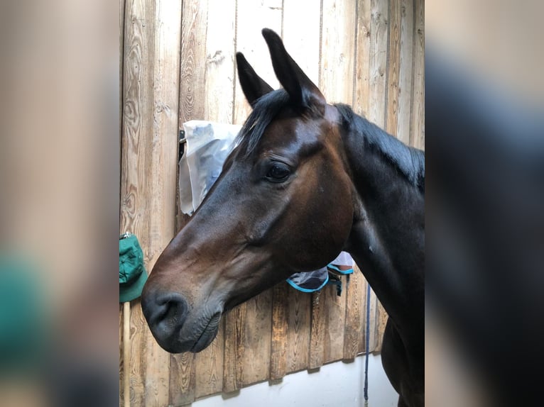 Austrian Warmblood Gelding 10 years 16.1 hh Bay-Dark in Erlangen
