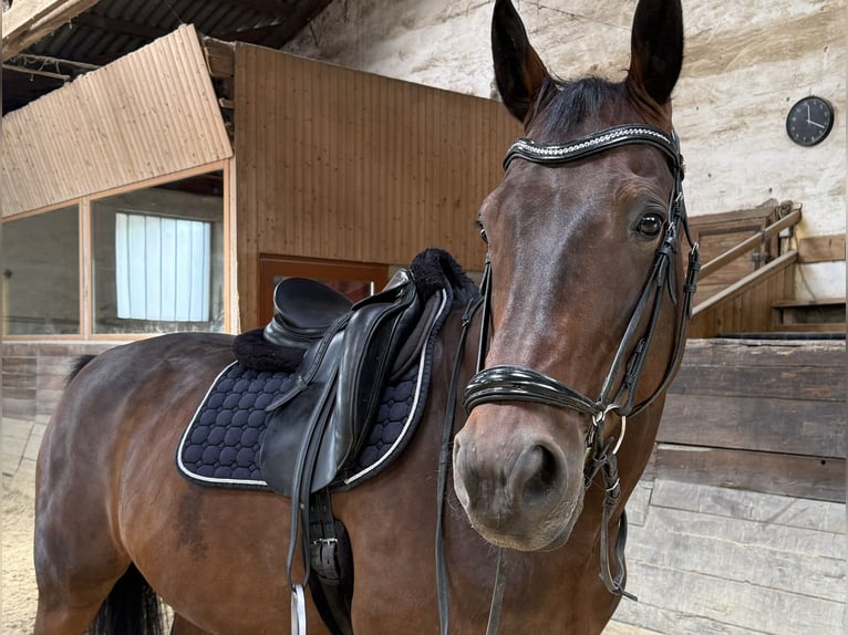 Austrian Warmblood Gelding 10 years 16.2 hh Brown in Ebreichsdorf