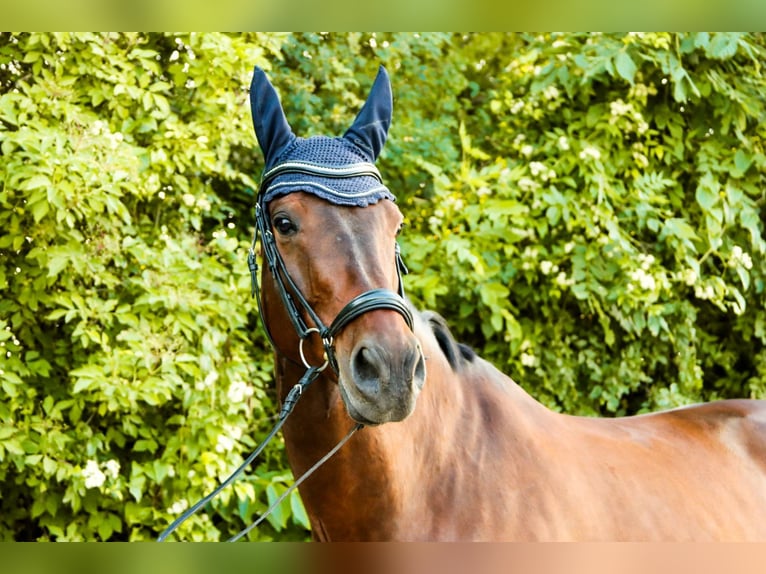 Austrian Warmblood Gelding 10 years 16.2 hh Brown in Götzendorf