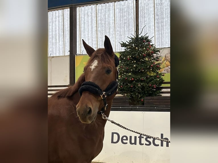 Austrian Warmblood Gelding 10 years 16,2 hh Chestnut-Red in Darmstadt