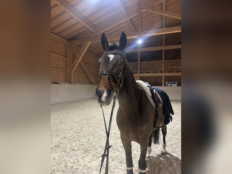 Austrian Warmblood Gelding 10 years 16.3 hh Bay-Dark in Halberstätten