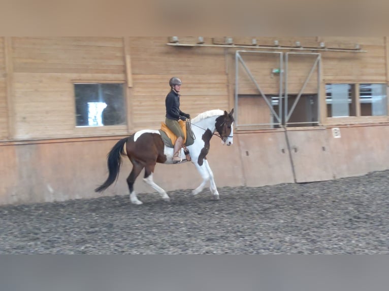 Austrian Warmblood Gelding 10 years 16 hh Pinto in Steinbrunn