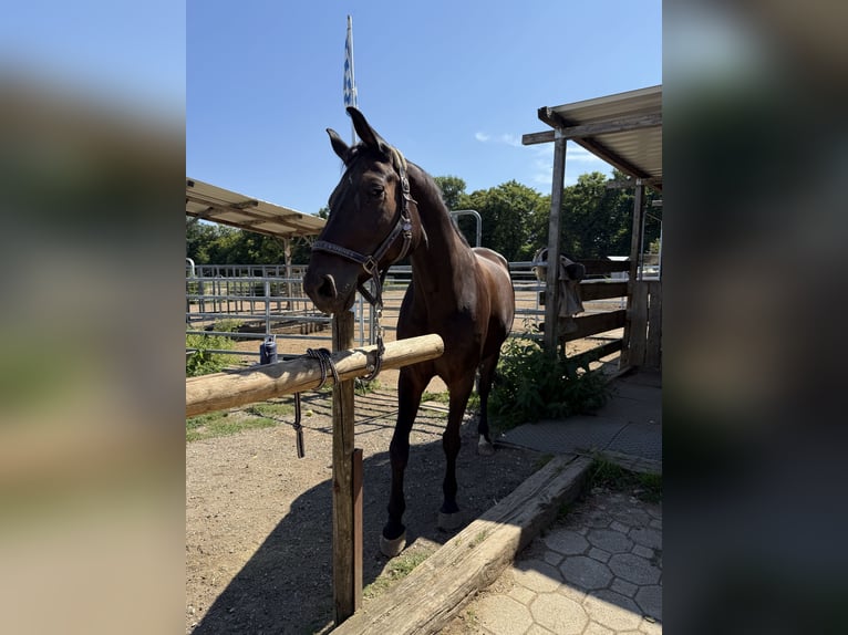 Austrian Warmblood Gelding 10 years 16,1 hh Bay-Dark in Erlangen