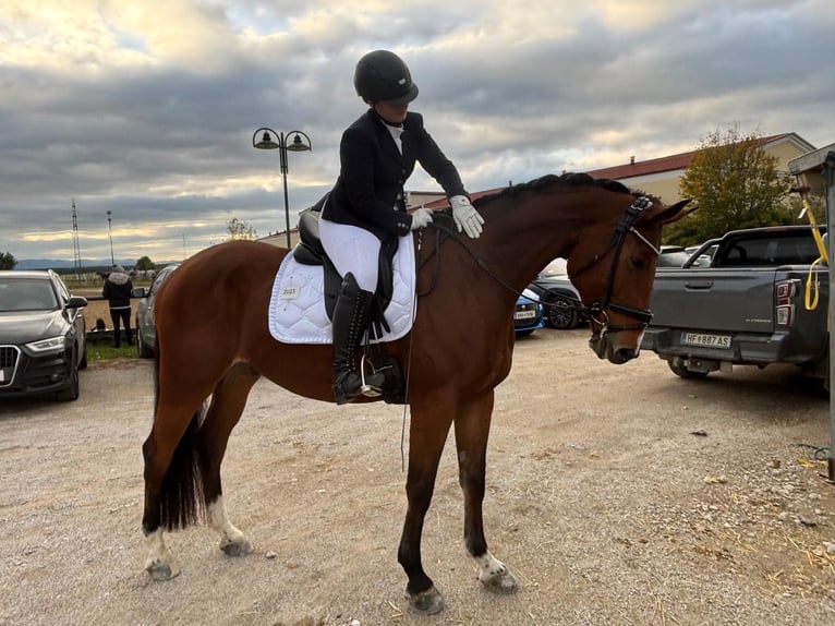 Austrian Warmblood Gelding 10 years 17.1 hh Brown in Hartberg